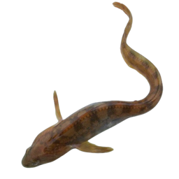 ЖИВЕЦ БЕЛЬДЮГА