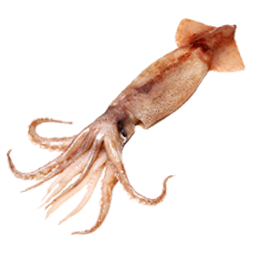 КАЛЬМАР ЦЕЛЫЙ