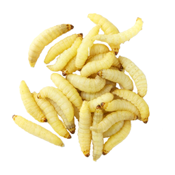 ЛИЧИНКА БЕЛАЯ