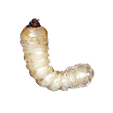 ЛИЧИНКА КОРОЕДА