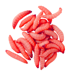 ЛИЧИНКА КРАСНАЯ