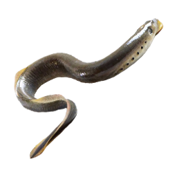 ЛИЧИНКА МИНОГИ