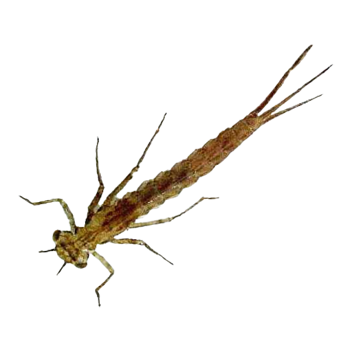 ЛИЧИНКА ПОДЕНКИ