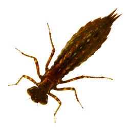 ЛИЧИНКА СТРЕКОЗЫ