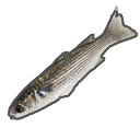 МОРСКОЙ ЖИВЕЦ