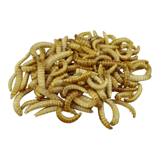 МУЧНЫЕ ЧЕРВИ