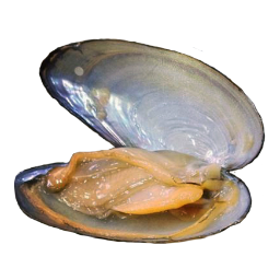 МЯСО МОЛЛЮСКА