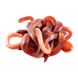 ПУЧОК ЧЕРВЕЙ