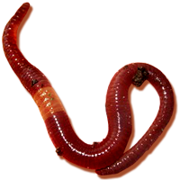 ЧЕРВЬ НАВОЗНЫЙ