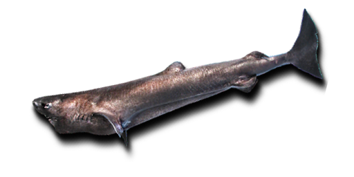 АКУЛА ПОЛЯРНАЯ