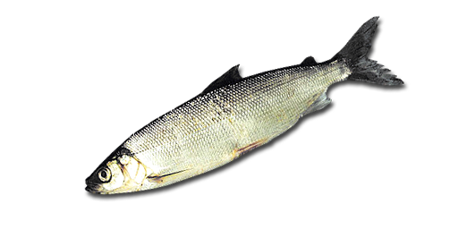 АЛОСА ЕВРОПЕЙСКАЯ