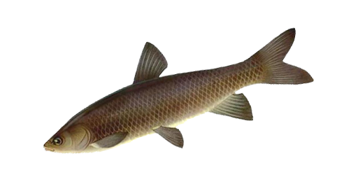 АМУР ЧЕРНЫЙ