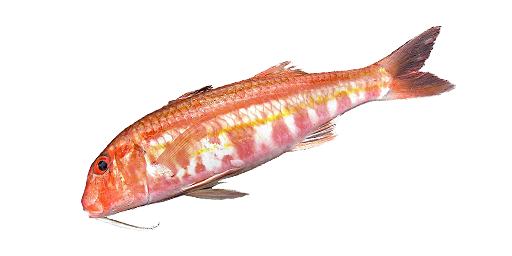 БАРАБУЛЬКА