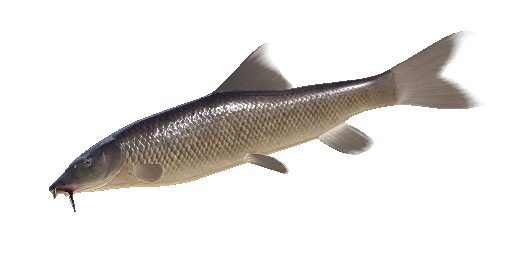 БАРБУС ИСПАНСКИЙ