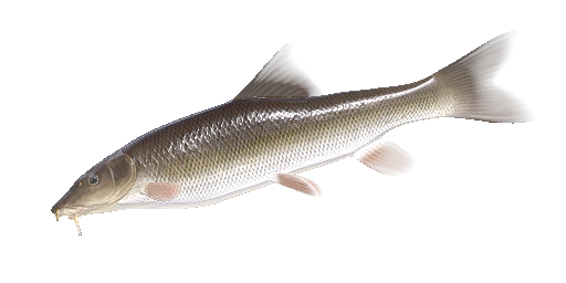 БАРБУС МЕРИДА