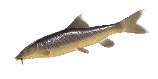 БАРБУС СКЛЕРА