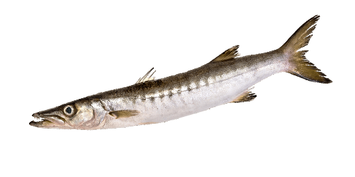 БАРРАКУДА ЕВРОПЕЙСКАЯ