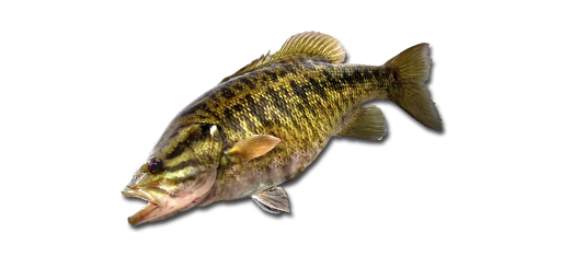 БАСС  МАЛОРОТЫЙ