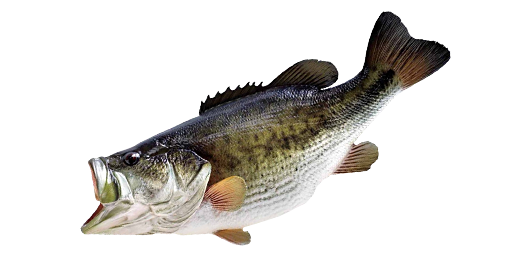 БАСС ЧЕРНЫЙ