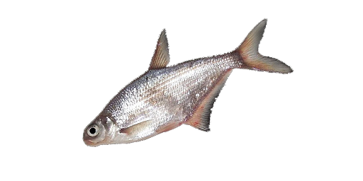 БЕЛОГЛАЗКА АРАЛЬСКАЯ