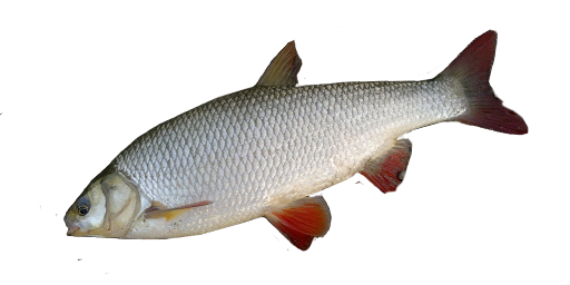 БУФФАЛО БОЛЬШЕРОТЫЙ