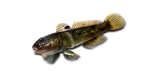 БЫЧОК КРУГЛЯК