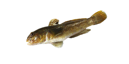 БЫЧОК ТРАВЯНИК