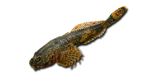 БЫЧОК ЦУЦИК