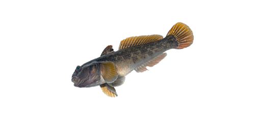 БЫЧОК ШИРМАН