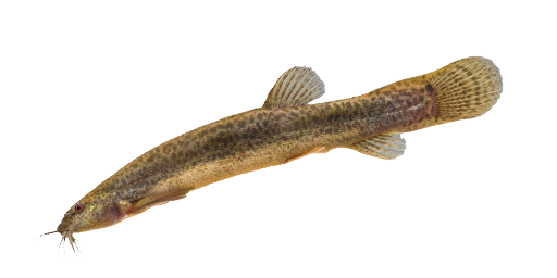 ВЬЮН АМУРСКИЙ