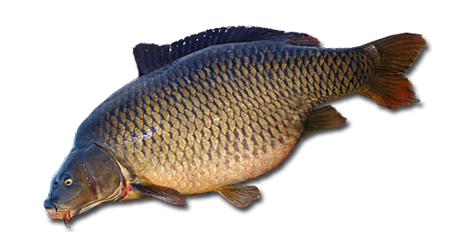 ГИБРИД КАРПА F1