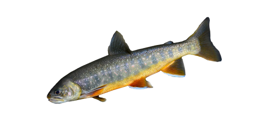 ГОЛЕЦ АЛЬПИЙСКИЙ