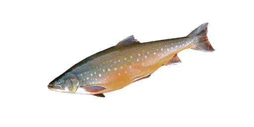 ГОЛЕЦ АРКТИЧЕСКИЙ