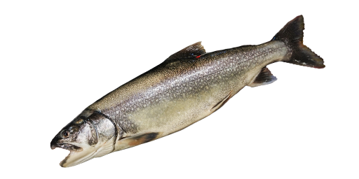 ГОЛЕЦ СЕРЫЙ