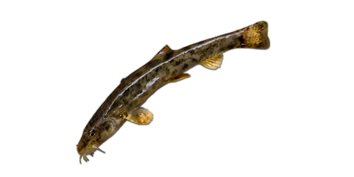 ГОЛЕЦ УСАТЫЙ