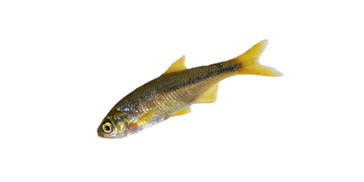 ГОЛЬЯН ИСПАНСКИЙ