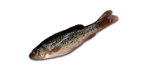 ГОЛЬЯН ОЗЕРНЫЙ