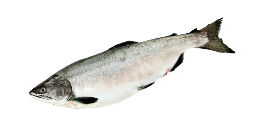 ГОРБУША МОРСКАЯ