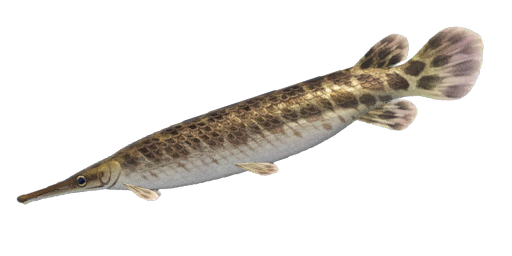 ДЛИННОНОСЫЙ ГАР