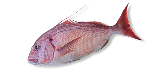 ДОРАДА КРАСНАЯ