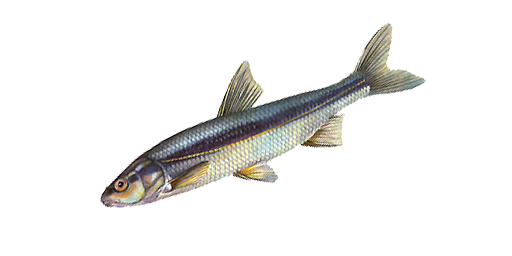 ЕЛЕЦ ДУНАЙСКИЙ