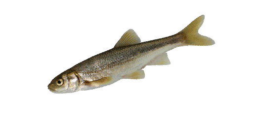 ЕЛЕЦ ЗЕРАВШАНСКИЙ