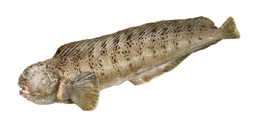 ЗУБАТКА ПЕСТРАЯ