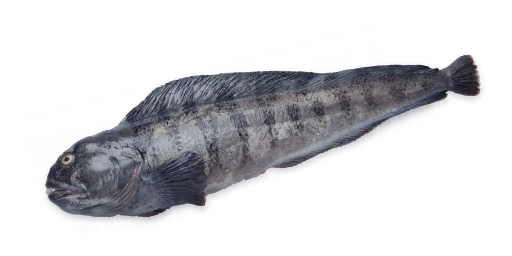 ЗУБАТКА ПОЛОСАТАЯ