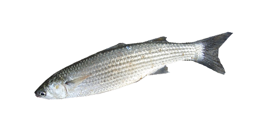 ИЛЬНЫЙ КАРП