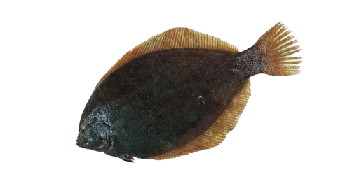 КАМБАЛА ЖЕЛТОПЕРАЯ