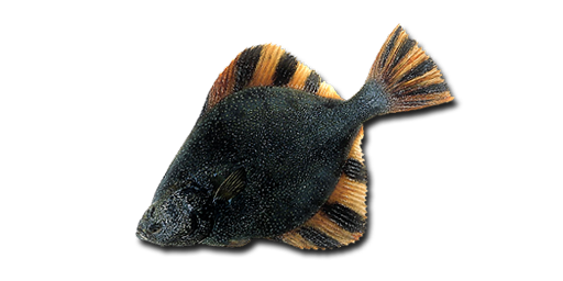 КАМБАЛА ЗВЕЗДЧАТАЯ