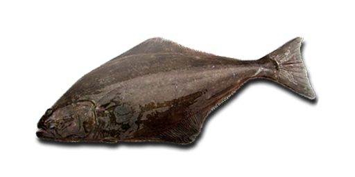 КАМБАЛА РЕЧНАЯ