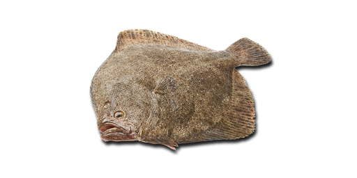 КАМБАЛА ТЮРБО