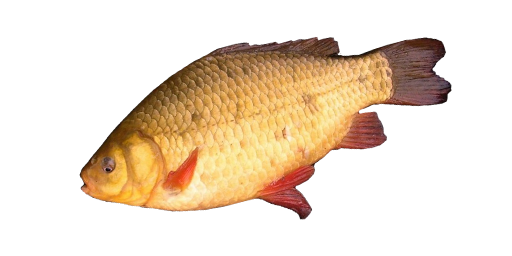 КАРАСЬ ЗОЛОТОЙ